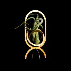 Fundamental Berlin Air Trophy Plant Holder, Brass 12 Fundamental Berlin Air Trophy Plant Holder, Brass -Fredericia Sales AIR TROPHY black