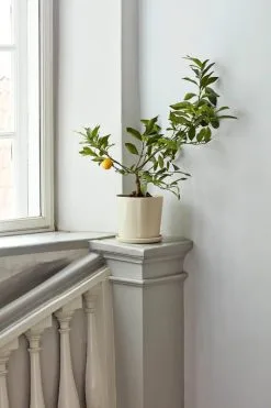 HAY Botanical Family Pot And Saucer, XL, Off White -Fredericia Sales Botanical Family off white 1